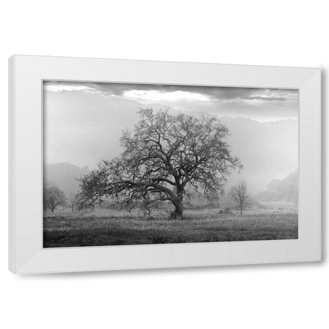 Coastal Oak Series No. 41 White Modern Wood Framed Art Print by Blaustein, Alan