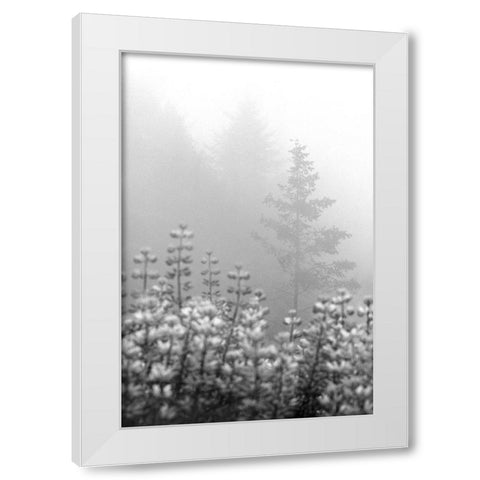 Coastal Oak Series No. 53 White Modern Wood Framed Art Print by Blaustein, Alan