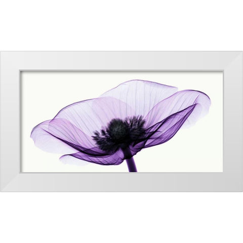 Anemone II White Modern Wood Framed Art Print by Coop, Robert