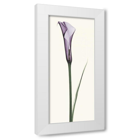 Calla Lily White Modern Wood Framed Art Print by Coop, Robert