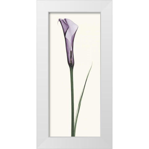 Calla Lily White Modern Wood Framed Art Print by Coop, Robert