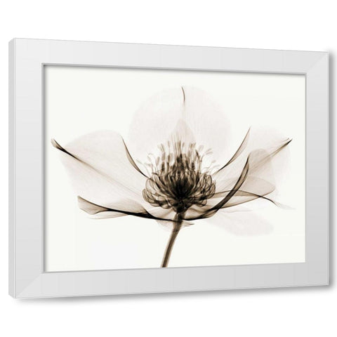 Hellebore I White Modern Wood Framed Art Print by Coop, Robert
