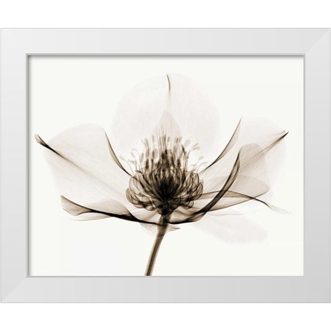 Hellebore I White Modern Wood Framed Art Print by Coop, Robert