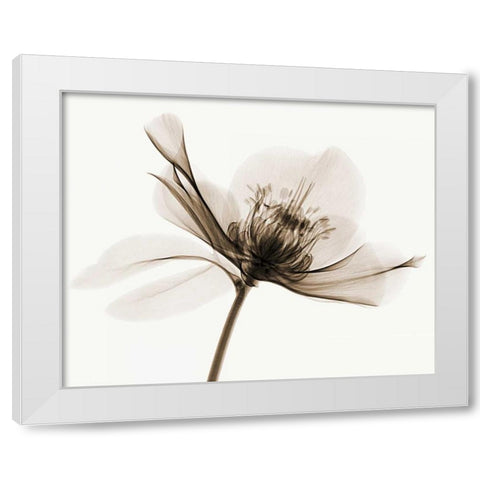 Hellebore II White Modern Wood Framed Art Print by Coop, Robert