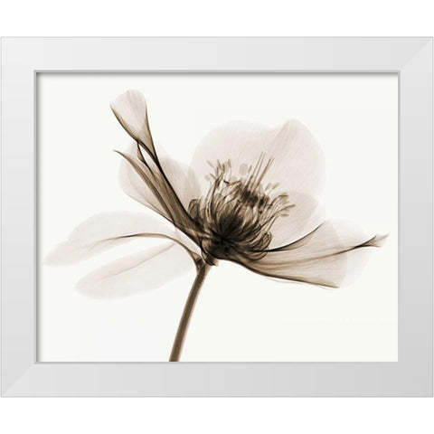 Hellebore II White Modern Wood Framed Art Print by Coop, Robert