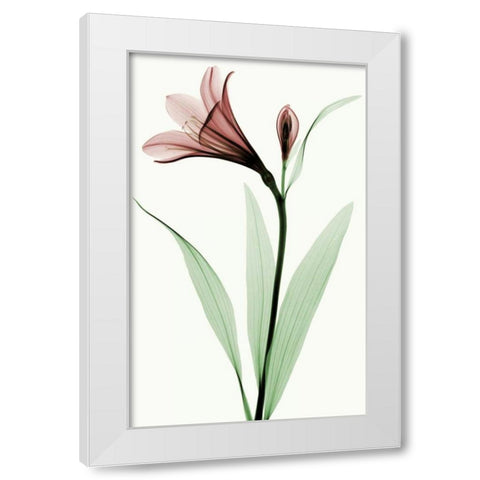 Lily I White Modern Wood Framed Art Print by Coop, Robert
