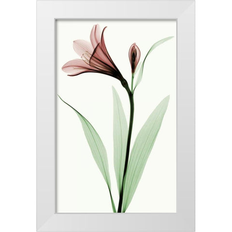 Lily I White Modern Wood Framed Art Print by Coop, Robert