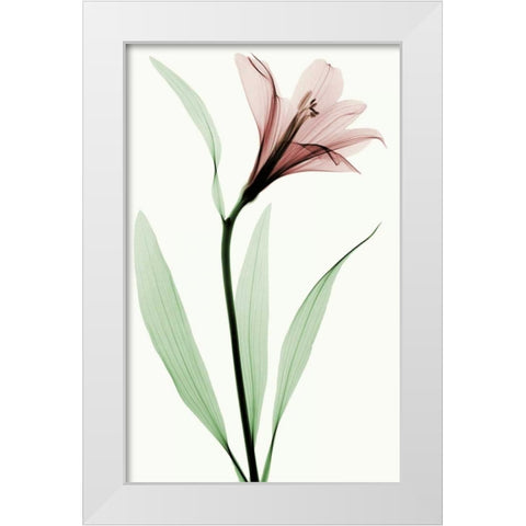 Lily II White Modern Wood Framed Art Print by Coop, Robert