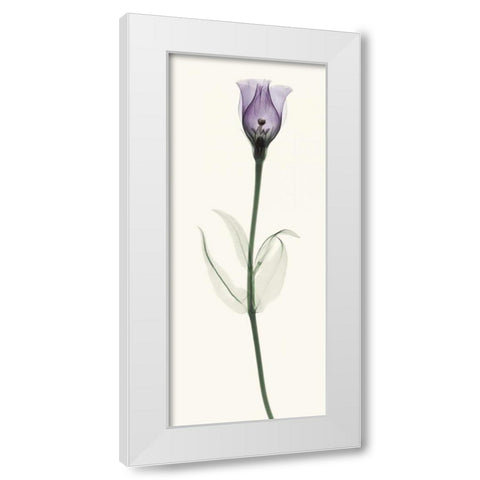 Lisianthus White Modern Wood Framed Art Print by Coop, Robert
