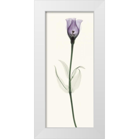 Lisianthus White Modern Wood Framed Art Print by Coop, Robert