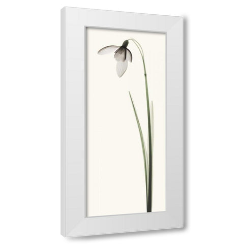 Snowdrop I White Modern Wood Framed Art Print by Coop, Robert