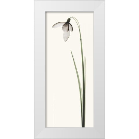 Snowdrop I White Modern Wood Framed Art Print by Coop, Robert