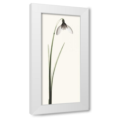 Snowdrop II White Modern Wood Framed Art Print by Coop, Robert