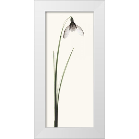 Snowdrop II White Modern Wood Framed Art Print by Coop, Robert