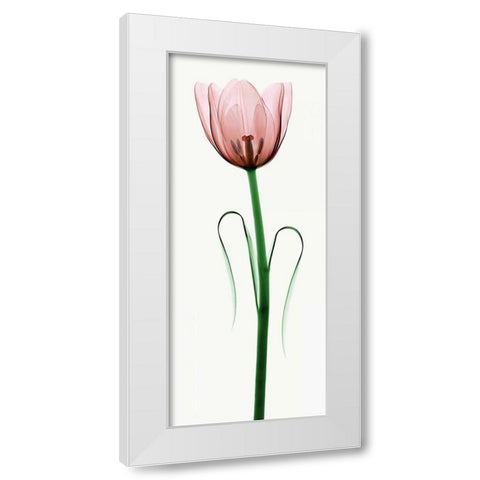 Tulip I White Modern Wood Framed Art Print by Coop, Robert