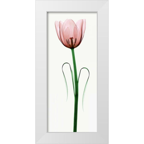 Tulip I White Modern Wood Framed Art Print by Coop, Robert