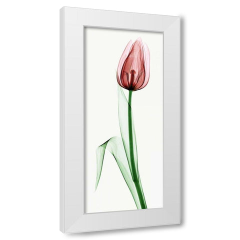 Tulip II White Modern Wood Framed Art Print by Coop, Robert