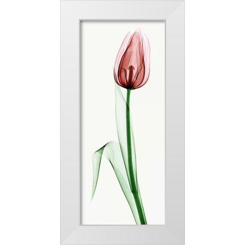Tulip II White Modern Wood Framed Art Print by Coop, Robert
