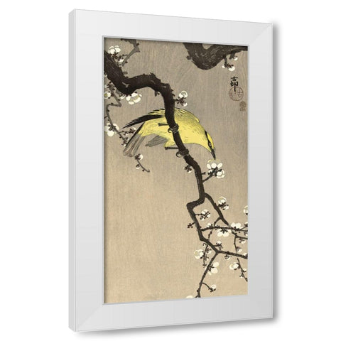 Chinese Wielewaal on Plum Blossom Branch, 1900-1910 White Modern Wood Framed Art Print by Koson, Ohara