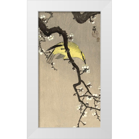 Chinese Wielewaal on Plum Blossom Branch, 1900-1910 White Modern Wood Framed Art Print by Koson, Ohara