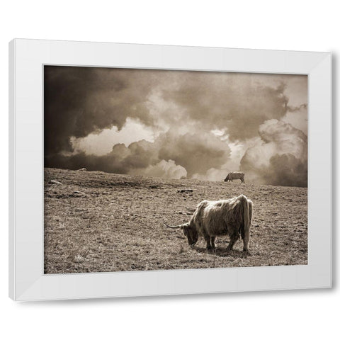 Scottish Highland Cattle No. 1 White Modern Wood Framed Art Print by Ryan, Brooke T.