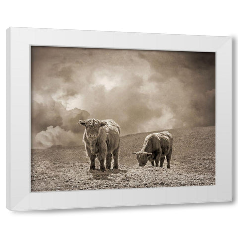 Scottish Highland Cattle No. 2 White Modern Wood Framed Art Print by Ryan, Brooke T.