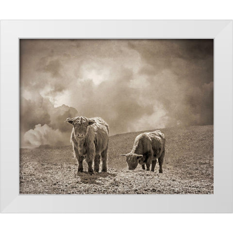 Scottish Highland Cattle No. 2 White Modern Wood Framed Art Print by Ryan, Brooke T.