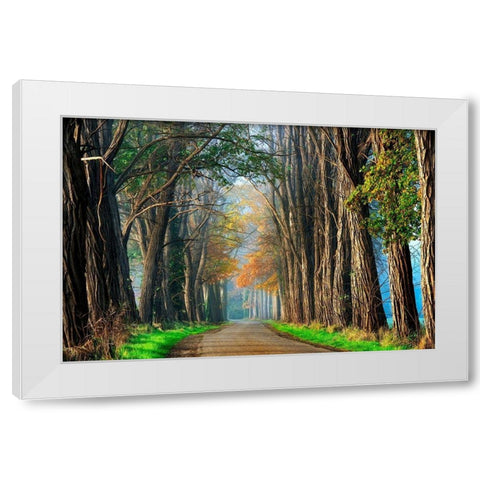 Acacias in Autumn White Modern Wood Framed Art Print by Van de Goor, Lars
