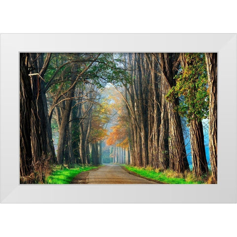 Acacias in Autumn White Modern Wood Framed Art Print by Van de Goor, Lars