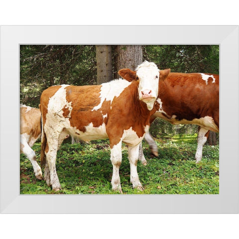 Swiss Cows White Modern Wood Framed Art Print by Hyler, JB