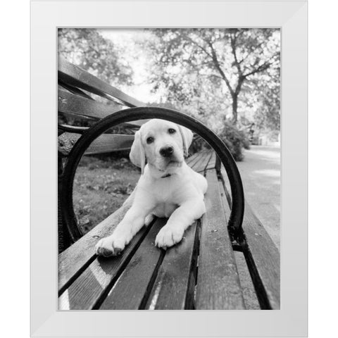 Never Doubt That You Can White Modern Wood Framed Art Print by Dratfield, Jim