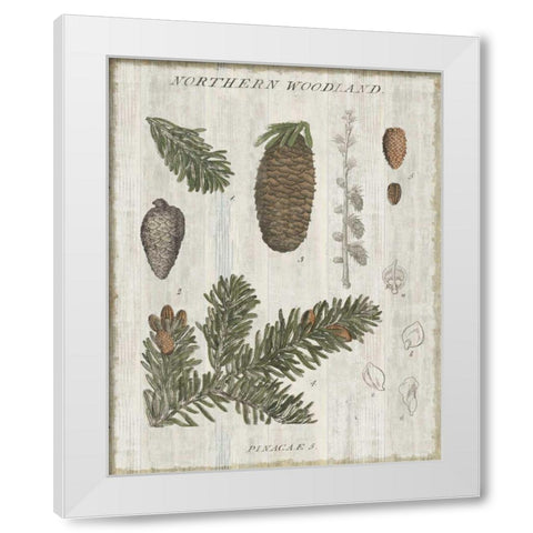 Woodland Chart IV White Modern Wood Framed Art Print by Schlabach, Sue