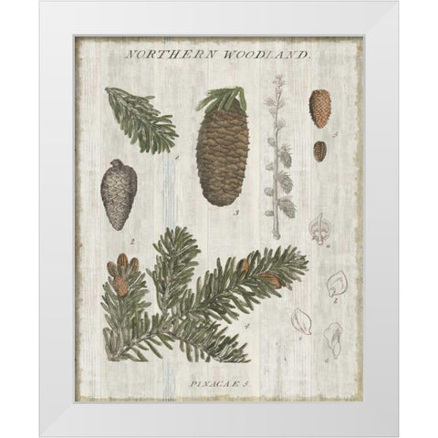 Woodland Chart IV White Modern Wood Framed Art Print by Schlabach, Sue