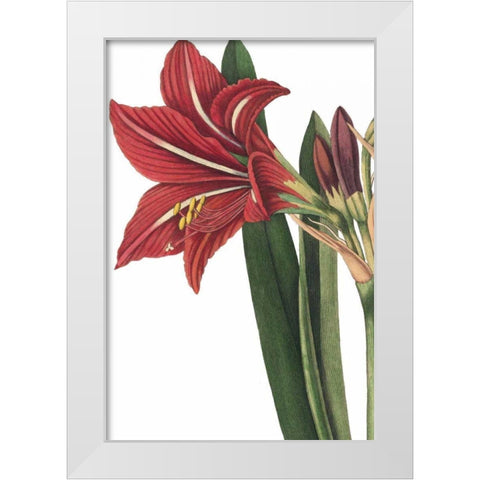 Botanique I no Words White Modern Wood Framed Art Print by Wild Apple Portfolio
