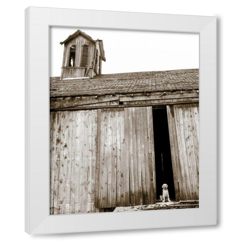 Barnyard Dog White Modern Wood Framed Art Print by Dratfield, Jim