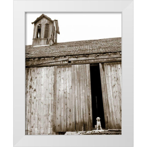 Barnyard Dog White Modern Wood Framed Art Print by Dratfield, Jim
