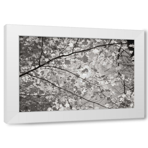 Foliage II White Modern Wood Framed Art Print by Majchrowicz, Alan