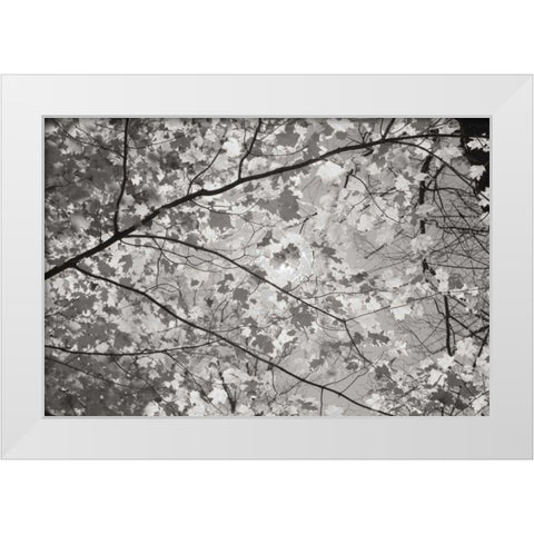 Foliage II White Modern Wood Framed Art Print by Majchrowicz, Alan