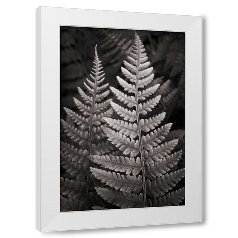 Lady Fern I White Modern Wood Framed Art Print by Audit, Lisa