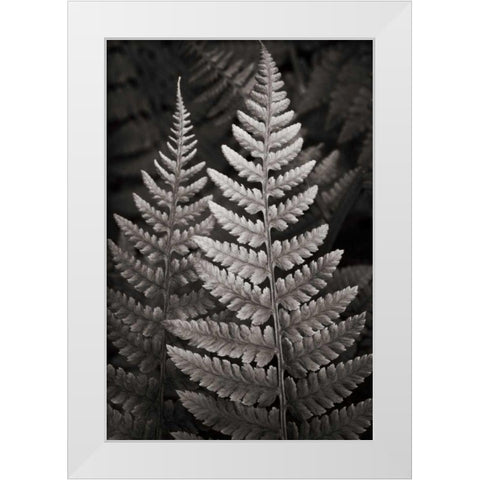Lady Fern I White Modern Wood Framed Art Print by Audit, Lisa