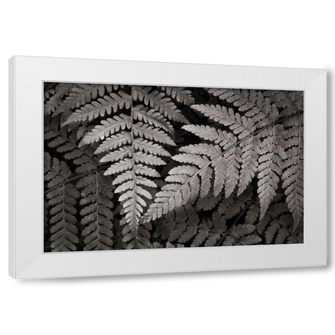 Lady Fern II White Modern Wood Framed Art Print by Audit, Lisa