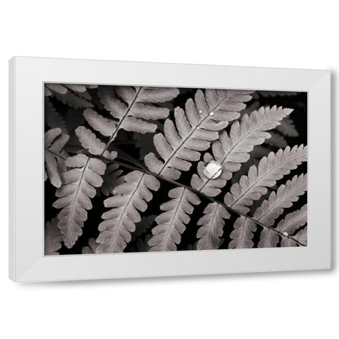 Oak Fern White Modern Wood Framed Art Print by Audit, Lisa