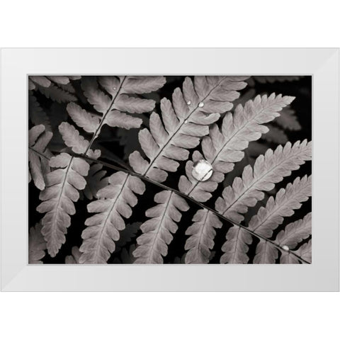 Oak Fern White Modern Wood Framed Art Print by Audit, Lisa