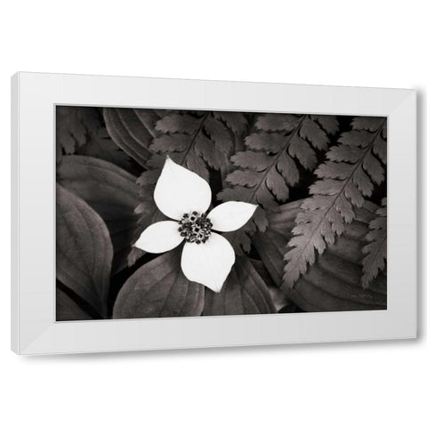 Bunchberry and Ferns I BW White Modern Wood Framed Art Print by Audit, Lisa