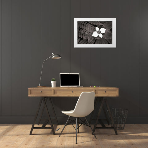 Bunchberry and Ferns II BW White Modern Wood Framed Art Print by Audit, Lisa