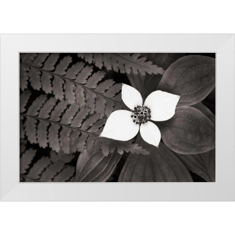 Bunchberry and Ferns II BW White Modern Wood Framed Art Print by Audit, Lisa