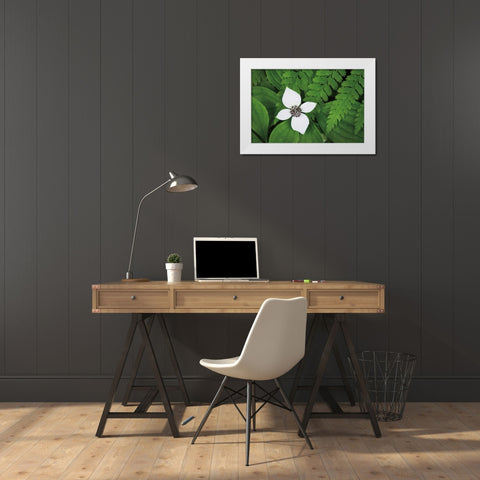 Bunchberry and Ferns I color White Modern Wood Framed Art Print by Audit, Lisa