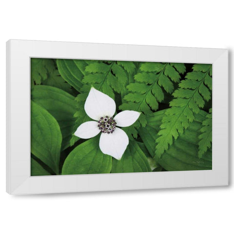 Bunchberry and Ferns I color White Modern Wood Framed Art Print by Audit, Lisa