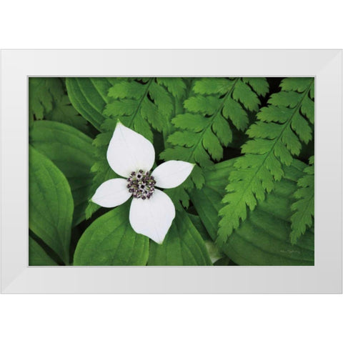 Bunchberry and Ferns I color White Modern Wood Framed Art Print by Audit, Lisa
