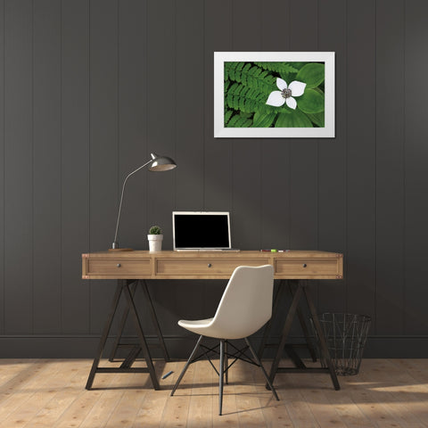 Bunchberry and Ferns II color White Modern Wood Framed Art Print by Audit, Lisa